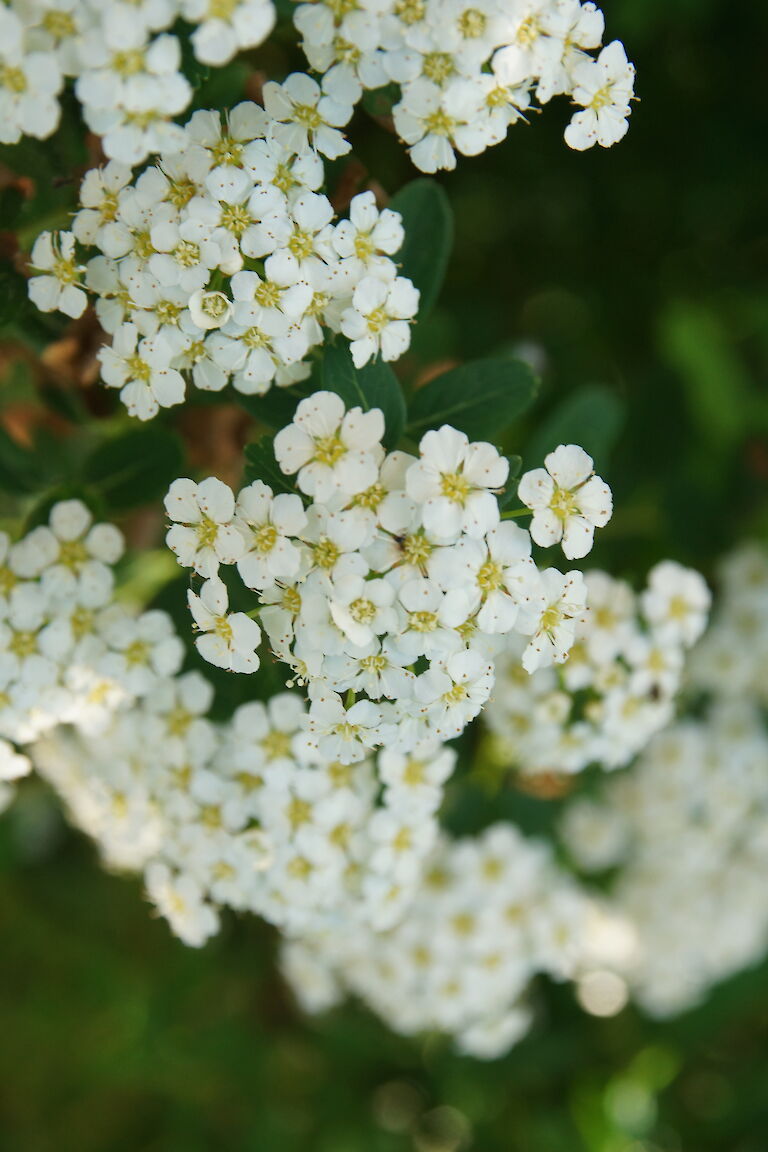 Spiraea arguta