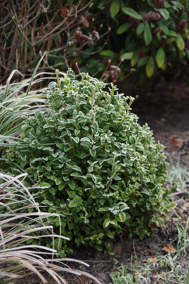 Buxus sempervirens arborescens Winter