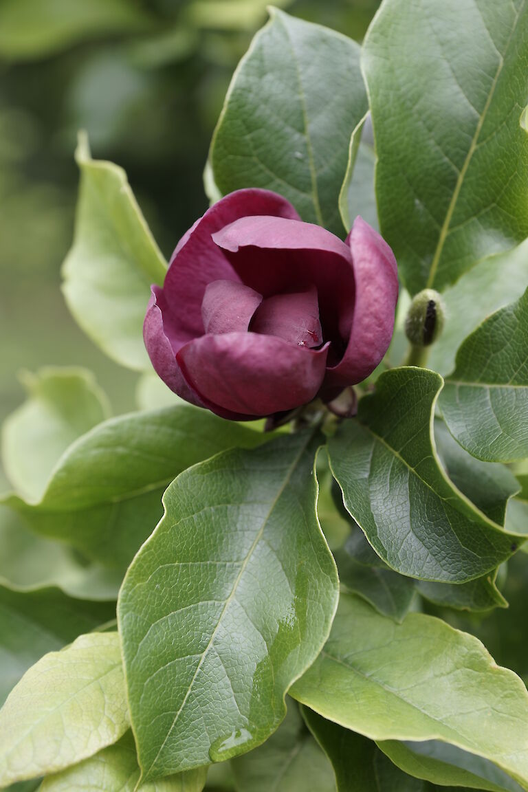 Magnolia 'Genie'