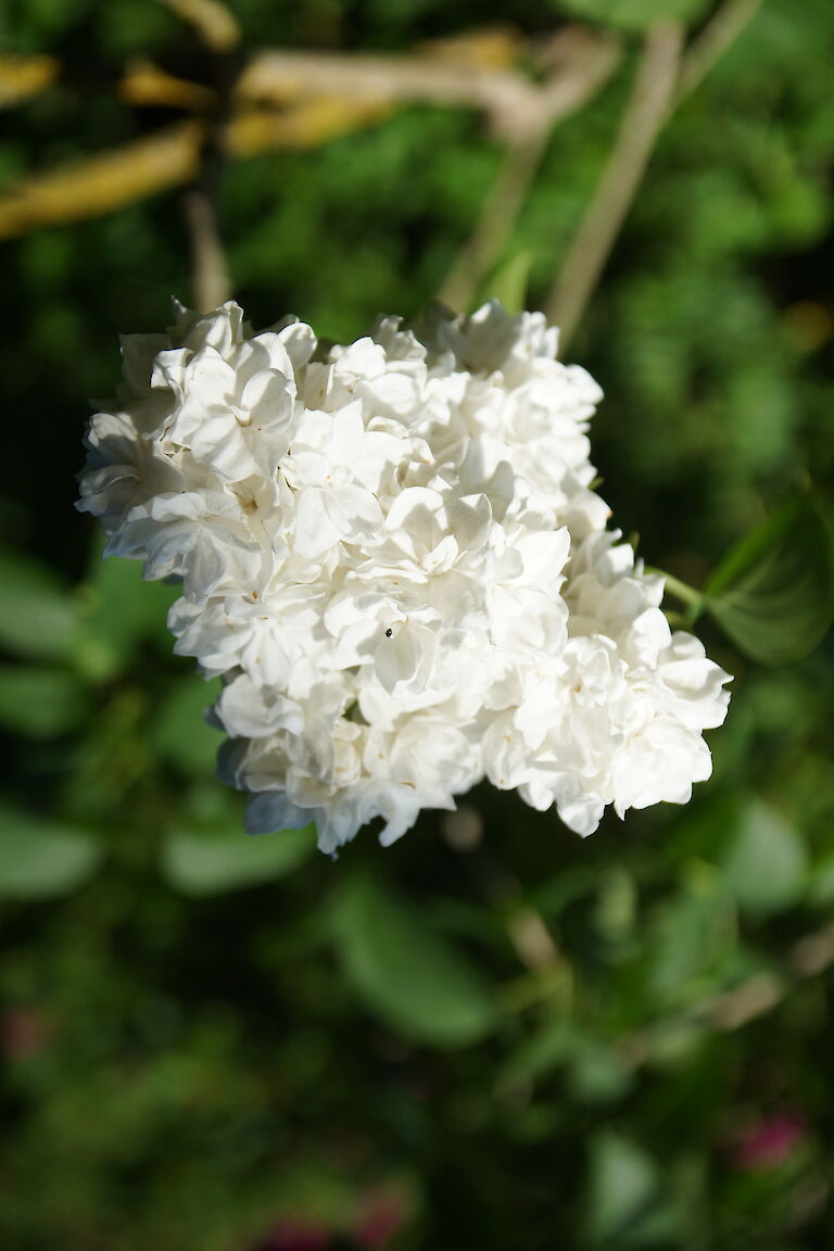 Syringa vulgaris 'Monique Lemoine'