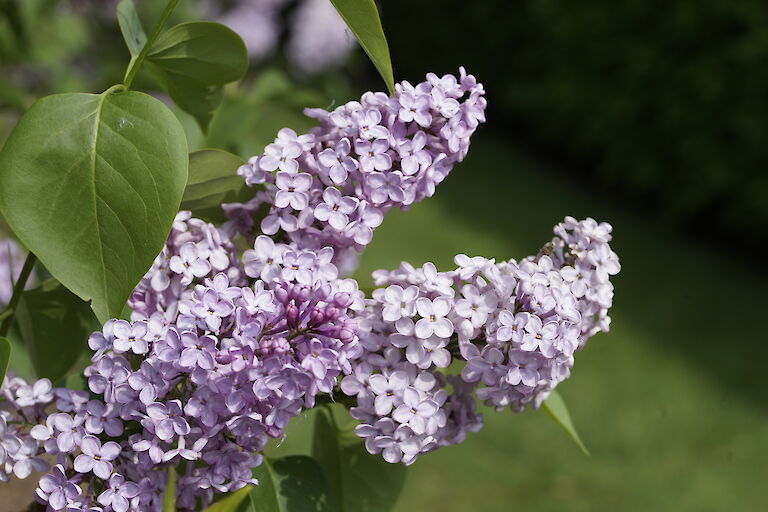 Syringa vulgaris Virginia Becker