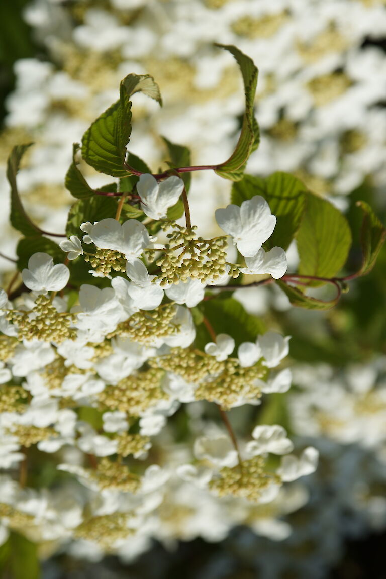 Viburnum plicatum 'Mariesii'