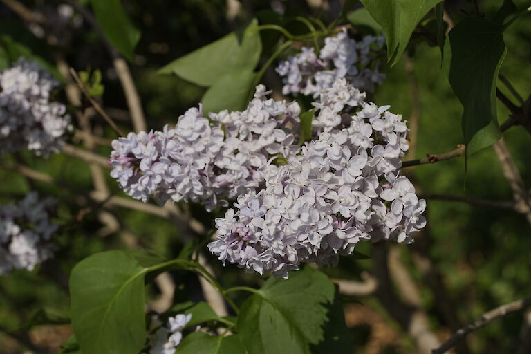 Syringa vulgaris Grand Duc Constantin