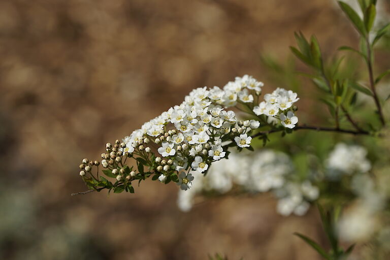 Spiraea cinerea 'Grefsheim'