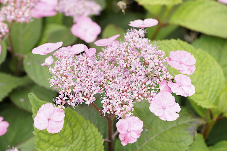 Hydrangea serrata Preziosa