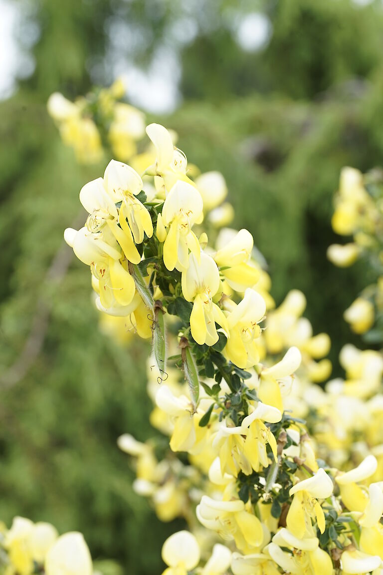 Cytisus