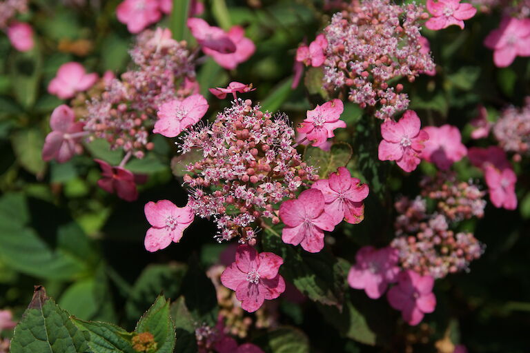 Hydrangea serrata var. koreana