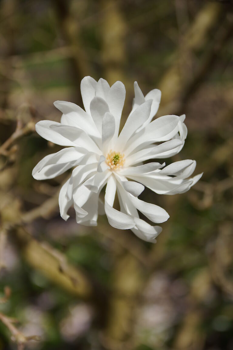 Magnolia 'Powder Puff'