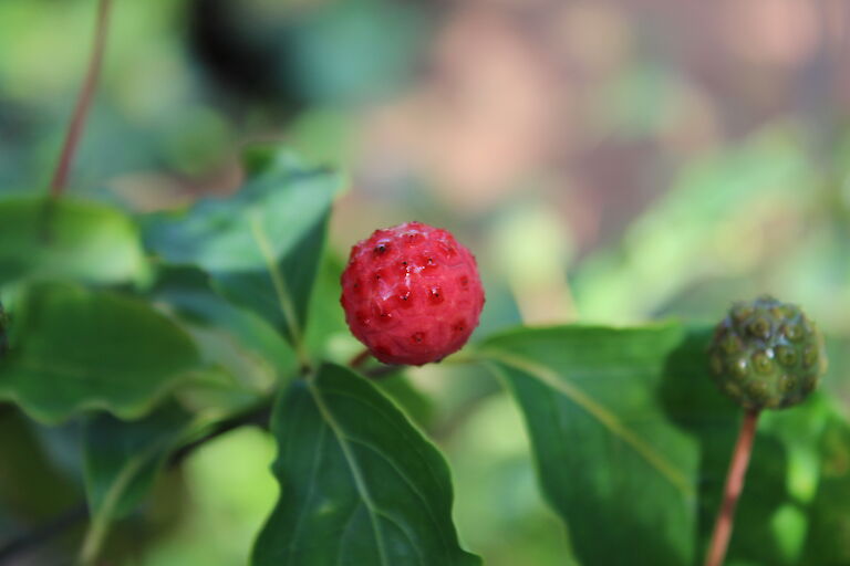 Cornus kousa var. chinensis