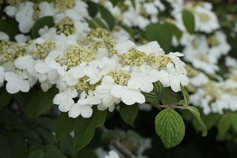 Viburnum plicatum Mariesii