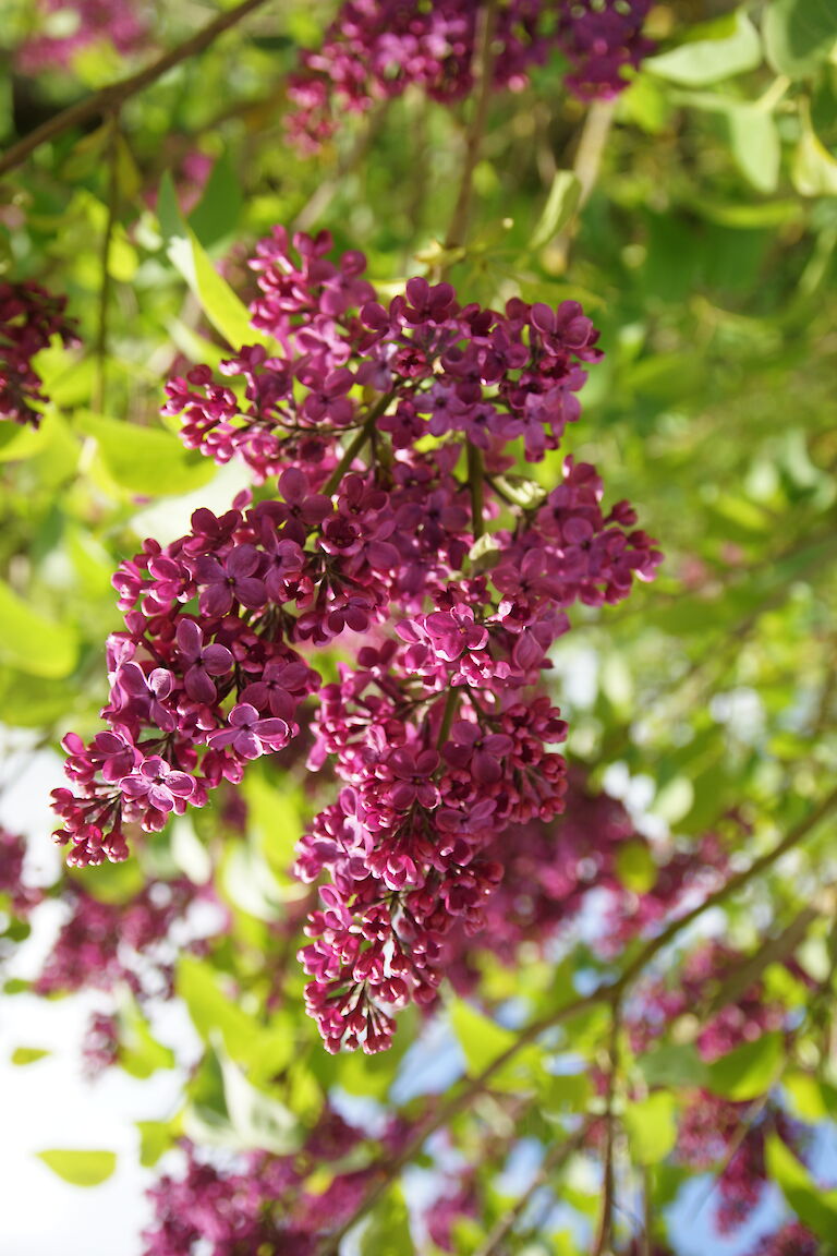 Syringa vulgaris Ludwig Spaeth