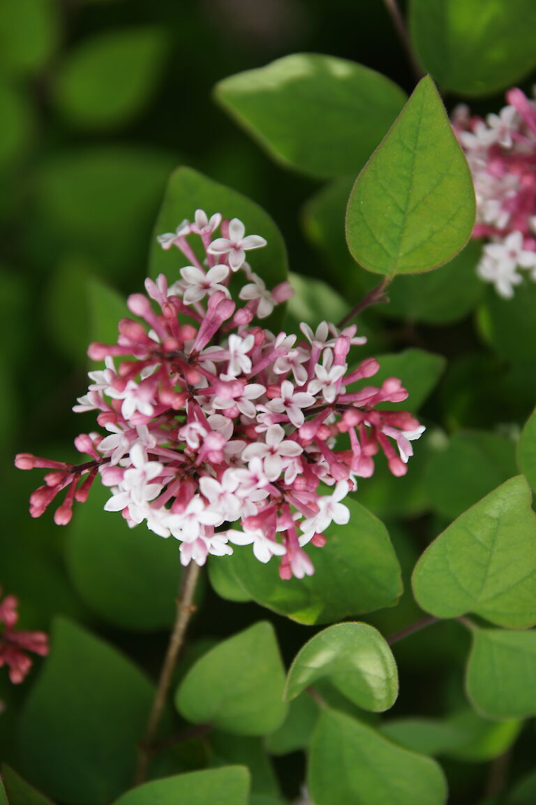 Syringa microphylla 'Superba'