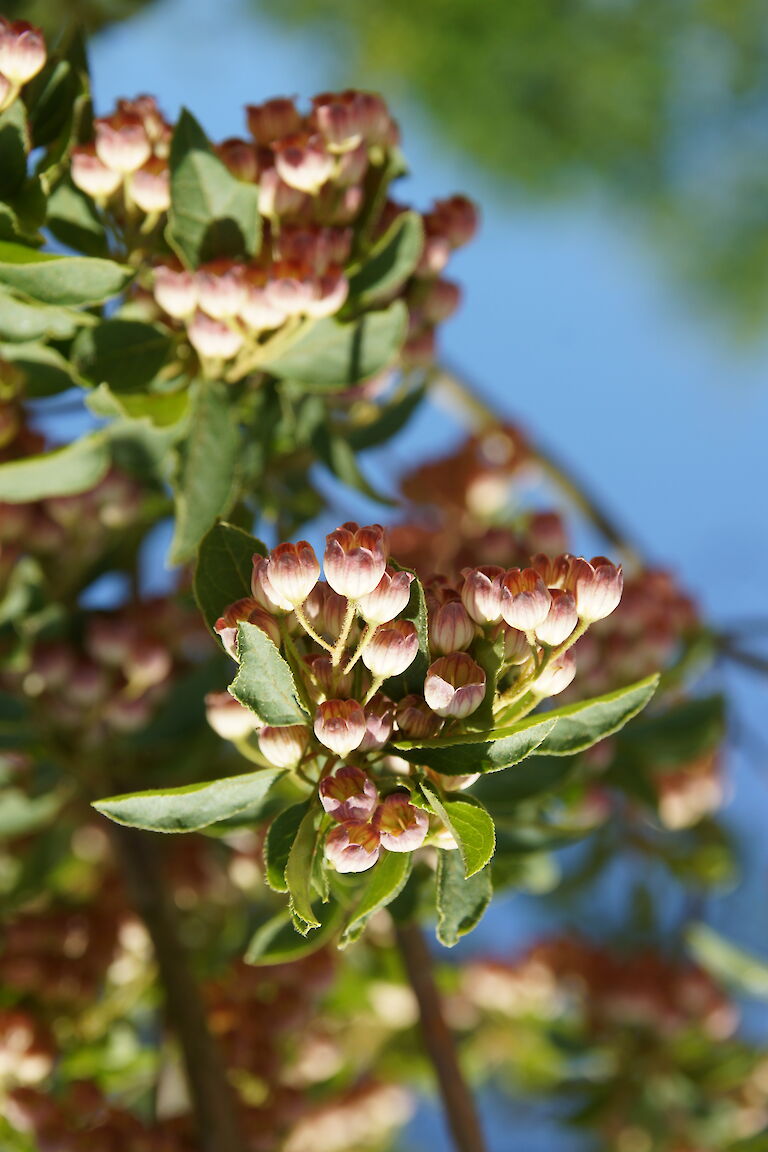 Enkianthus campanulatus