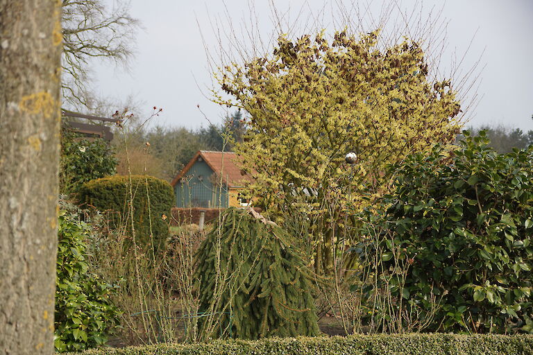 Hamamelis intermedia 'Arnold Promise'