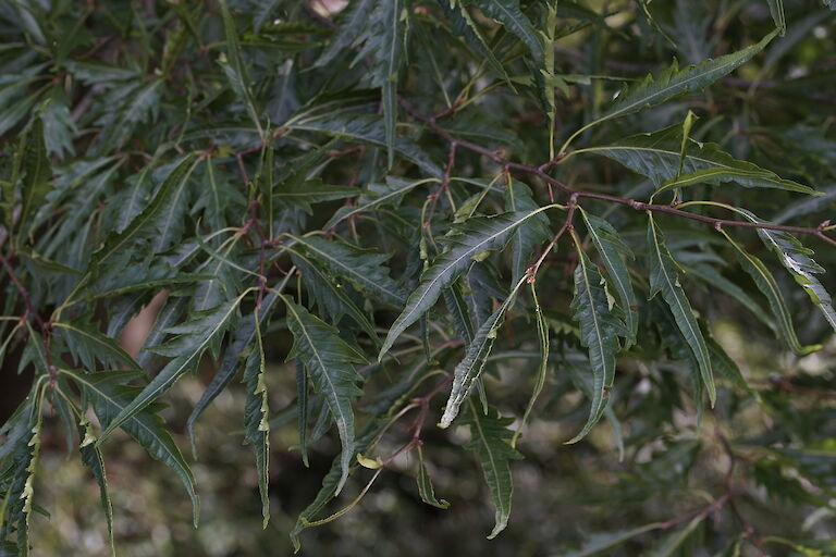 Fagus sylvatica Asplenifolia