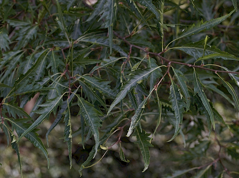 Fagus sylvatica Asplenifolia