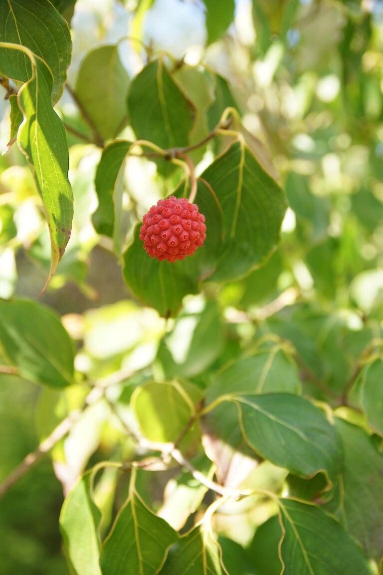 Cornus kousa var. chin. 'China Girl'