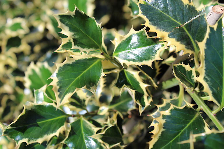 Ilex aquifolium 'Silver Queen'