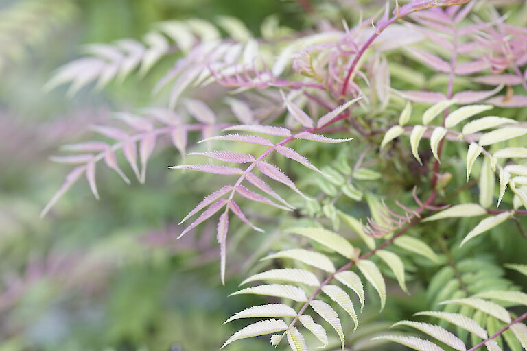 Sorbaria sorbifolia Sem