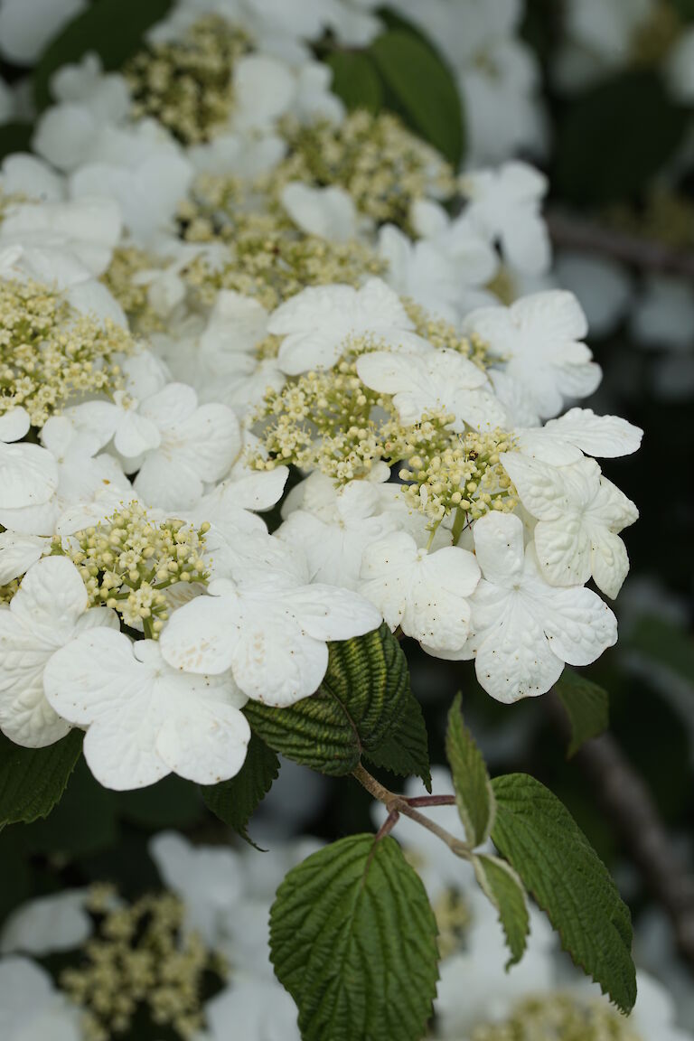 Viburnum plicatum Mariesii