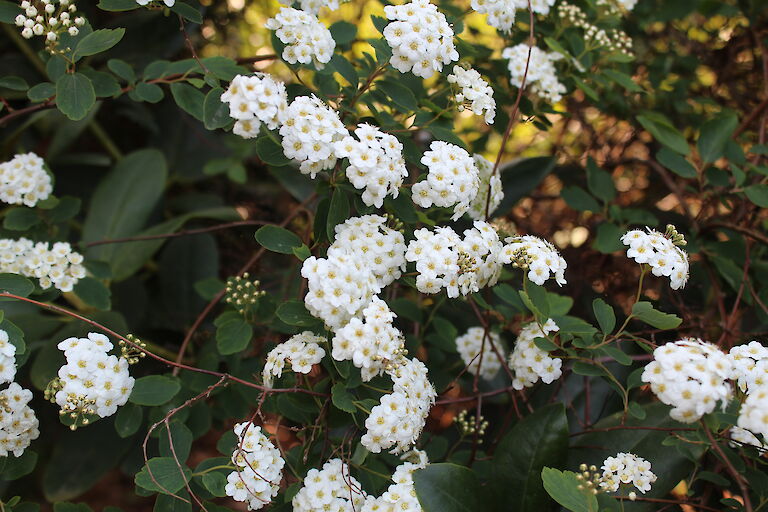 Spiraea vanhouttei