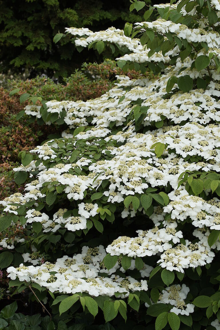 Viburnum plicatum Mariesii