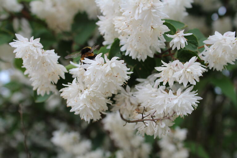 Philadelphus 'Schneesturm'