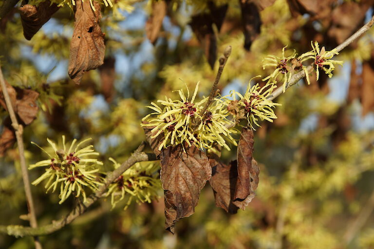 Hamamelis intermedia 'Arnold Promise'