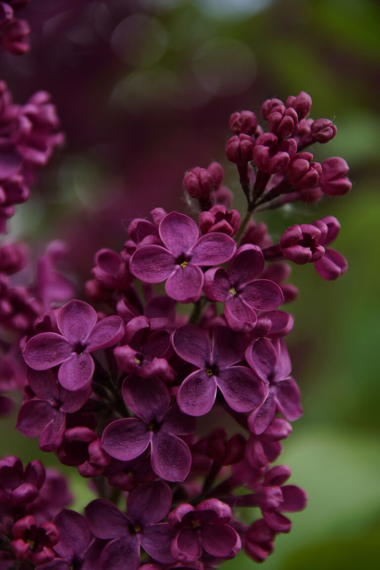 Syringa vulgaris Ludwig Spaeth