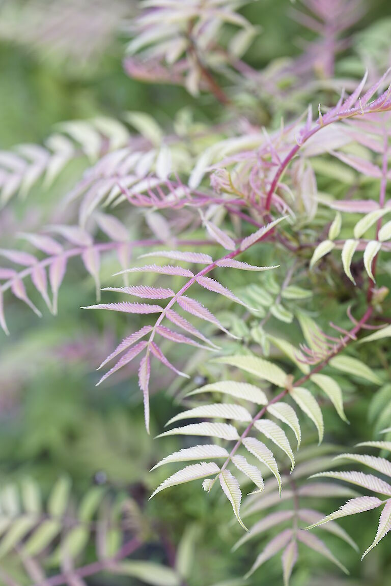 Sorbaria sorbifolia Sem