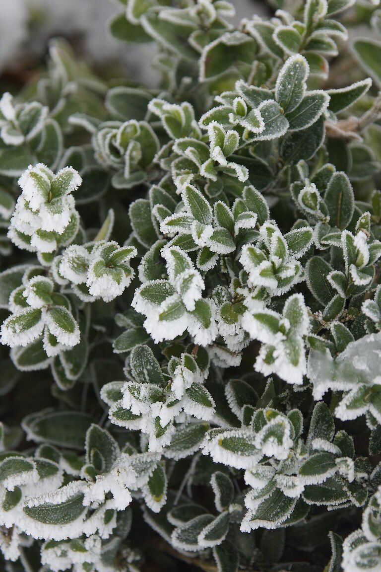 Buxus sempervirens Winter