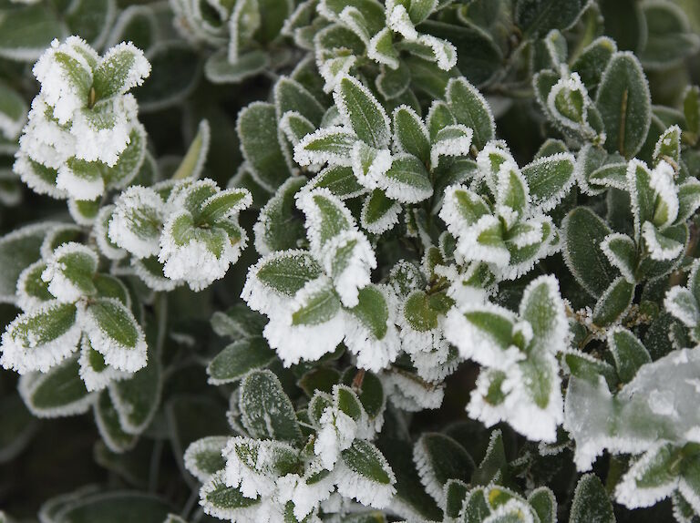 Buxus sempervirens Winter