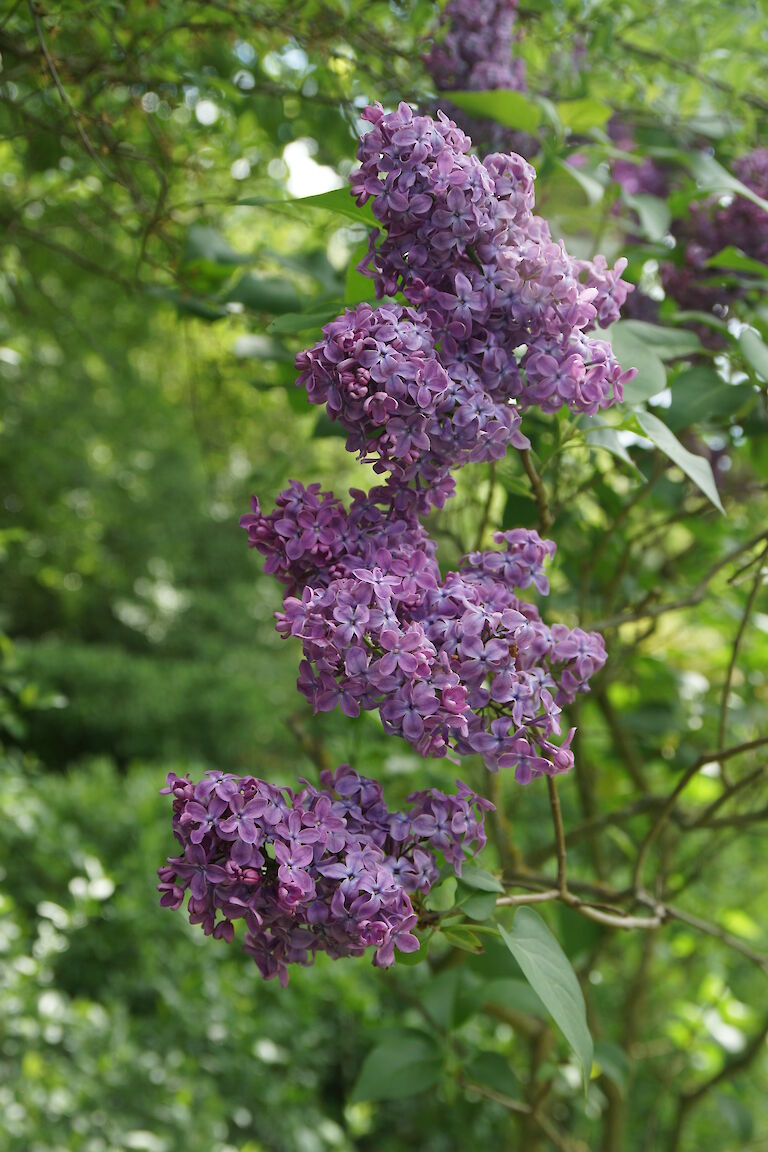 Syringa vulgaris 'Blue Skies'