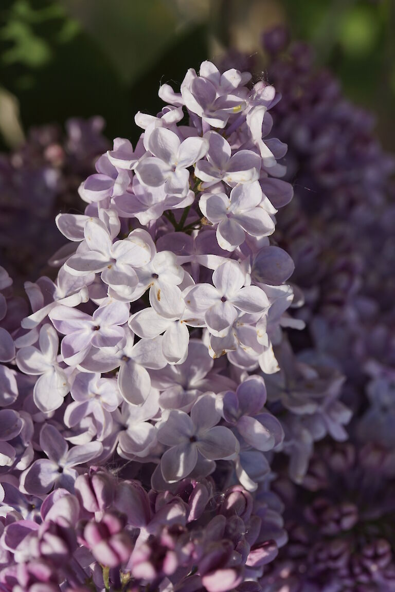 Syringa vulgaris Mechta