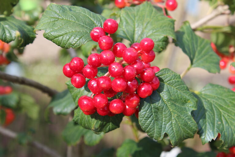 Viburnum opulus 'Compactum'