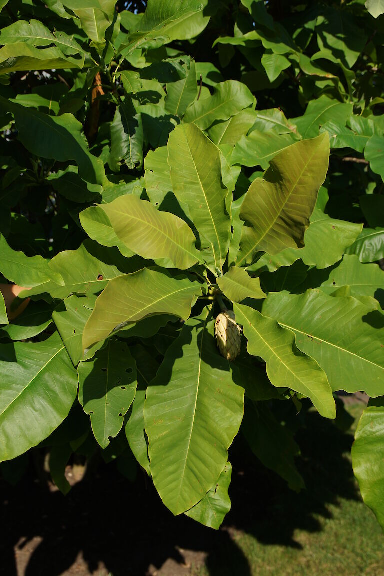 Magnolia tripetala