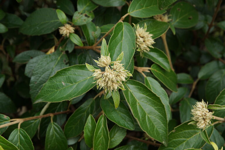 Viburnum 'Eskimo'