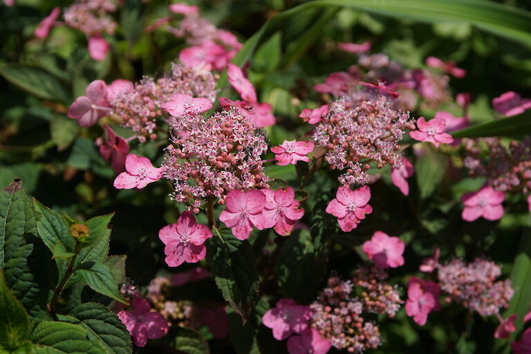 Hydrangea serrata var. koreana