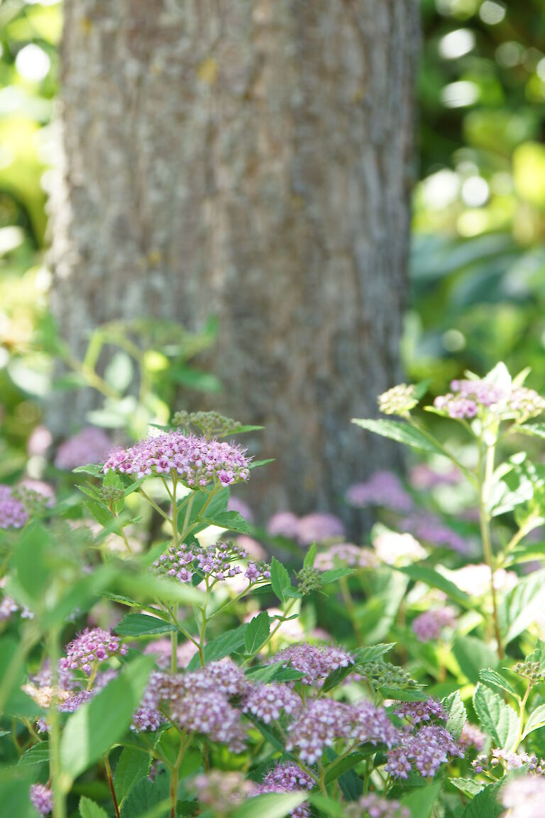 Spiraea japonica