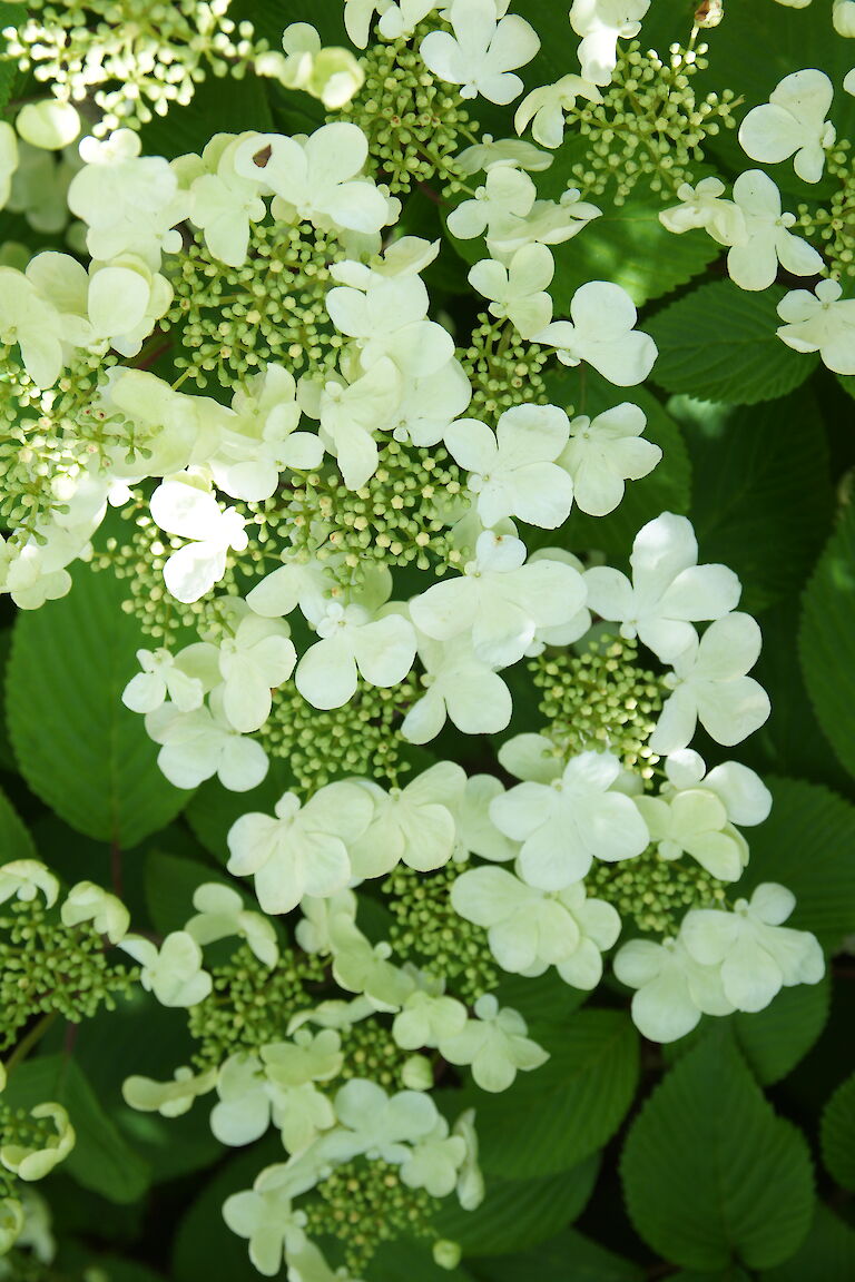 Viburnum plicatum 'Mariesii'