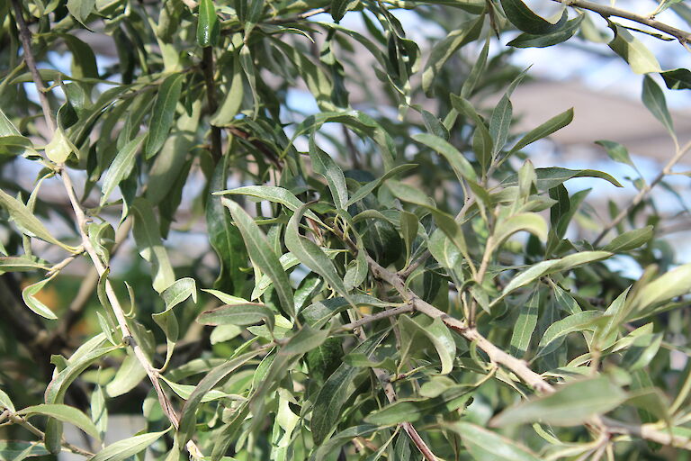 Pyrus salicifolia 'Pendula'