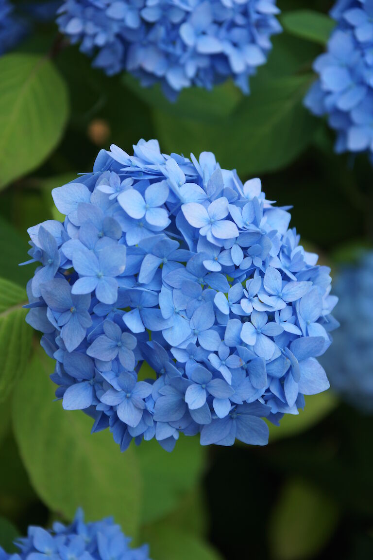 Hydrangea macrophylla