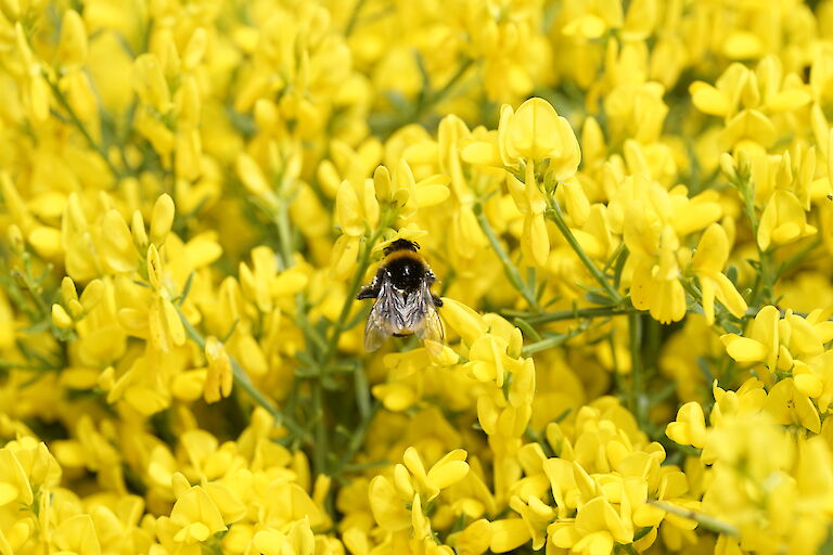 Cytisus Insekt