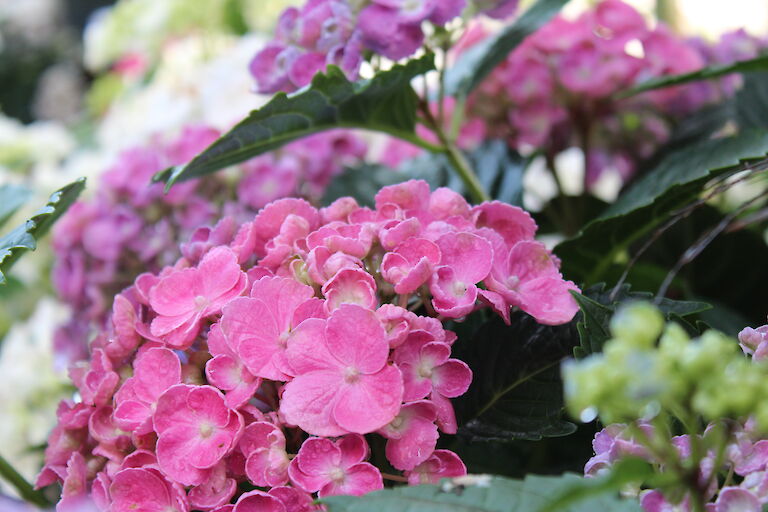 Hydrangea macrophylla