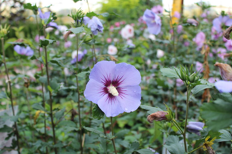 Hibiscus blau