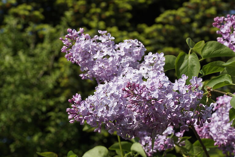 Syringa vulgaris Diplomate