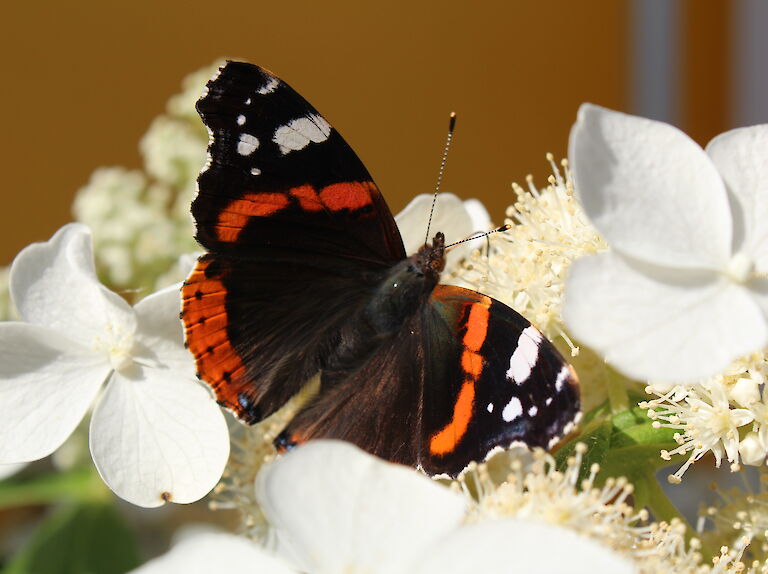 Hydrangea paniculata 'Butterfly' Insekt