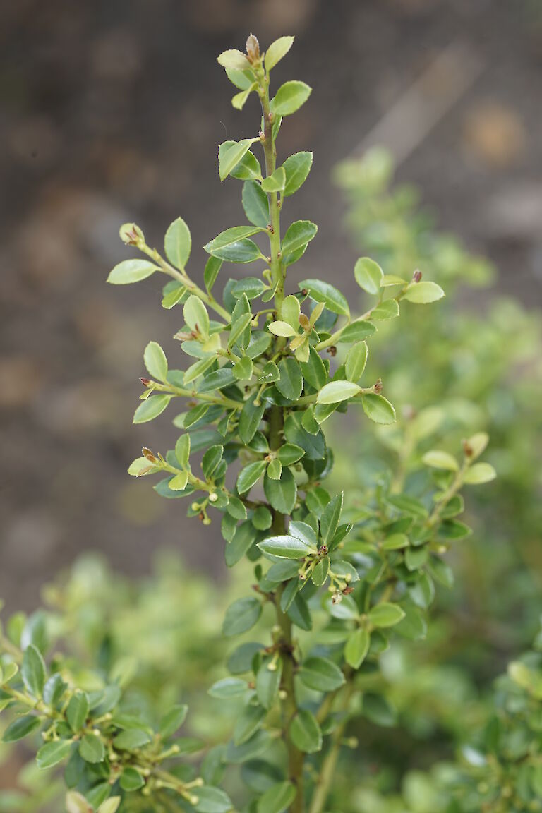 Ilex crenata Samurai