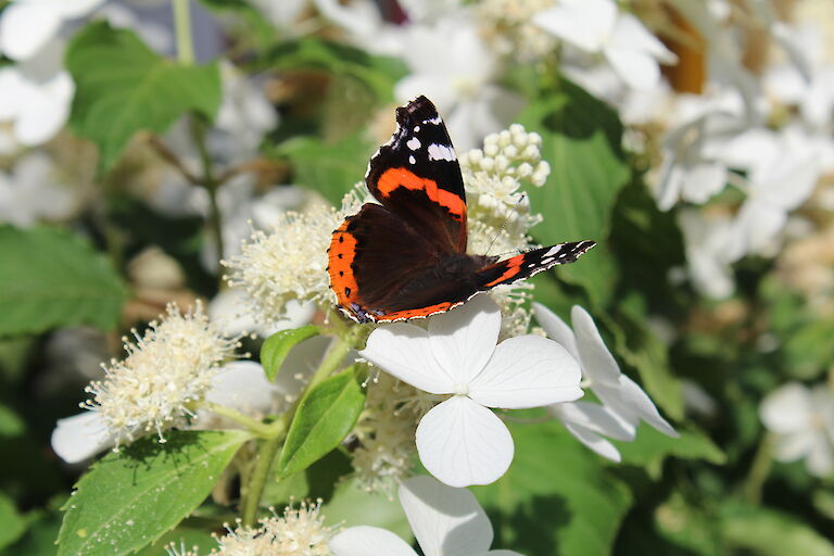 Hydrangea paniculata 'Butterfly' Insekt