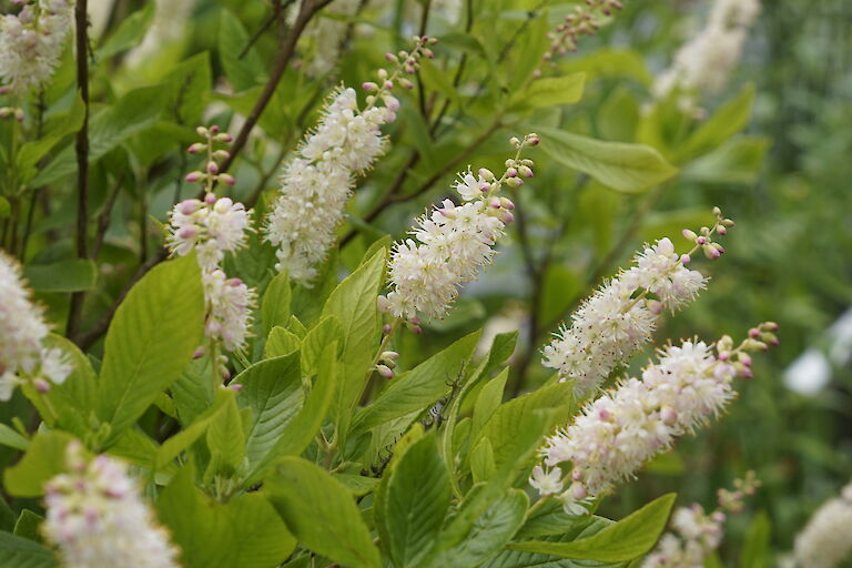 Clethra alnifolia